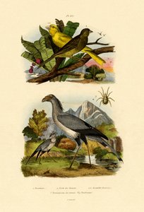 Vogelmijt